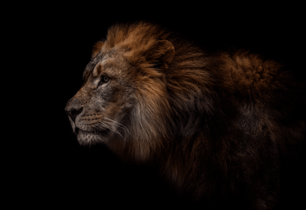 BRTT® Body Remembers Trauma Therapy Inner Travelers